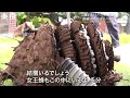 【恐怖】荒れ狂うスズメバチvs年間1000件駆除する熟練ハンター