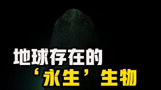 地球上最驚人的5種長壽動物！第一名竟可以打破時間限制，擁有“不死之身”，刷新你對生命極限的認知！ #科普 #動物壽命 #探索地球