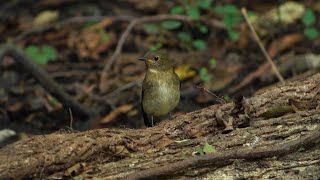 デジスコ 野鳥 2020.10.中旬　オオルリ　(Blue-and-white flycatcher)