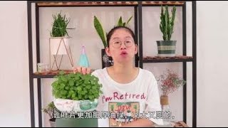 寓意财运的铜钱草，进入秋季之后注意这几点，叶片浓绿，越长越好