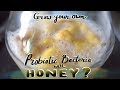 Grow your own Probiotics using Raw Organic Honey. Is this possible?