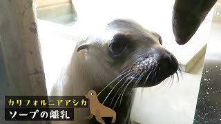 【東山動植物園公式】ソープの離乳《 カリフォルニアアシカ　アシカ 》