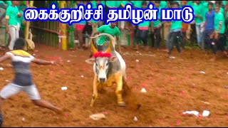 கைக்குறிச்சி தமிழன் மாடு | 2022 இராப்பூசல் ஜல்லிக்கட்டு | RAAPPOSAL JALLIKATTU | THANGAM TV