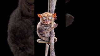 Tarsius, Primata Langka Yang Tersesat kerumah Warga #lepasliar #belitung #cocomelon #wildlife #child