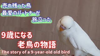 みんなのお父さん ”しぃちゃん”の物語【セキセイインコ】【老鳥】