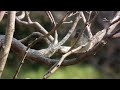 ルリビタキの雄 兵庫県 うぐいす池公園 2010年1月