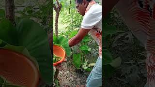 বাড়ির পাশে পতিত জায়গায় সবজি চাষ.  My home vegetable Garden.