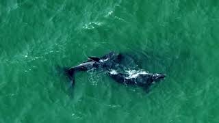 De Hoop Nature Reserve, South Africa