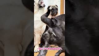 ご飯待ちをするパグ犬 #shorts