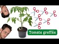 Comment tailler un plant de TOMATE GREFFÉE.