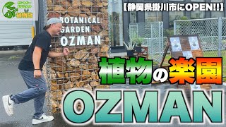 【植物天国】静岡県掛川市にオープンしたOZMANさんが最高にヤバい！！【塊根植物_観葉植物_多肉植物_灌木】