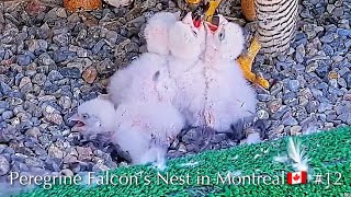 #12🦅Montreal  Falcon Nest／Faucons UdeM en direct／Live Stream