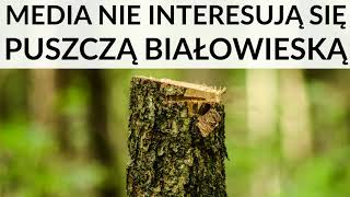 Mainstreamowe media nie interesują się Puszczą Białowieską. Polacy nic nie wiedzą o Puszczy