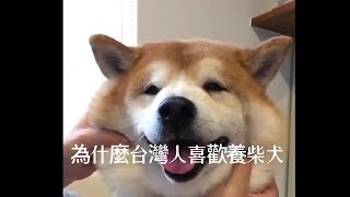 台灣人為何喜歡養柴犬？