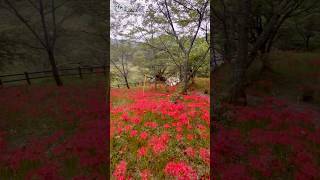 仏隆寺　桜も有名な真言宗のお寺です今回は彼岸花（曼珠沙華）を見に行きました　　　　　　　　　　　　　　　　#仏隆寺#奈良県宇陀市#彼岸花#曼珠沙華#真言宗#花の寺