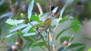 white-eye 綠繡眼