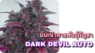 แนะนำพันธุ์กัญชา EP 18 DARK DEVEL AUTO