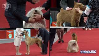 THIS IS CONFORMATION - AKC National Championship 2018