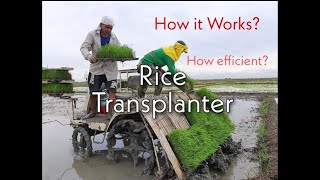 Mechanical Rice Transplanting \u0026 Seedling Preparation