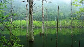 HD [Natural environmental sounds] Forest of fresh greenery, natural lake and birds singing