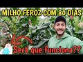 milho FEROZ com 4 espigas, 80 dias de plantio/ resultados da adubaçoes