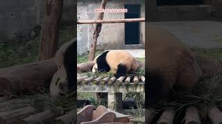 #大熊猫 #大熊猫莽小五 #大熊猫莽仔 #panda 窝的儿子好可爱