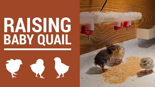 How We Incubated Button Quails at Home: A Heartwarming Journey