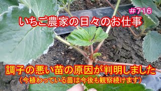 調子の悪い苗の原因が判明しました（今植わっている苗は今後も観察続きます）　いちご農家の日々のお仕事　＃７１６