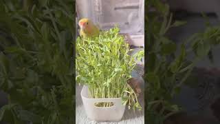 豆苗をもぐもぐするコザクラインコとハーフジャンボセキセイインコ/#もぐもぐタイム#budgerigar #parrot