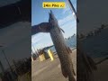 Catch and release  (24 inch Northern Pike) #freshwaterfish #fishing #northernpike #lakemichiganfish