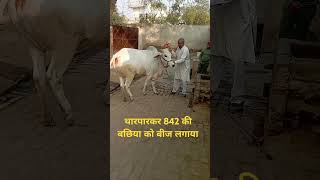 अच्छी क्वालिटी की थारपारकर की बछिया#cow #animals #pashupaln #pashupaln