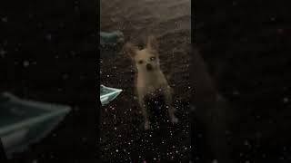 🌌👽🛸UFO | CHIHUAHUA FROM SPACE | ALIEN CHIHUAHUA🛸👽🌌