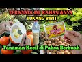 Ternyata Tukang Bibit Pakai Ini MODAL Rp.4000 Jadi Pupuk Perangsang Buah Super Dahsyat‼️