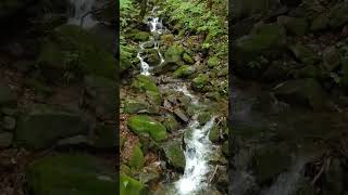 玉川沿いの小滝(岩手県野田村) #nature #waterfall #岩手県 #野田村 #shorts