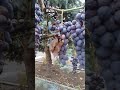 Урожай никому не нужен. Виноград. grape.