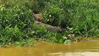 Jaguar Coalition vs Crocodile: An Epic Showdown in the Wild Pantanal