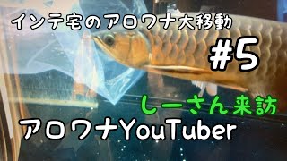 アロワナYouTuber　しーさん来訪　＃ 5　インテ宅のアロワナ大移動