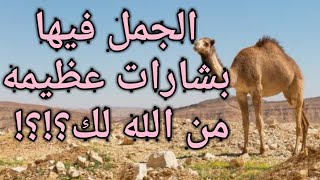 تفسير حلم الجمل في المنام لابن سيرين|للمتزوجه|يجري ورائي|للبنت العزباء|للحامل|يطاردني|المذبوح|الهائج