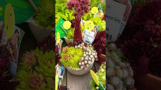 Каменные розы / молодило в наших магазинах 🌟Sempervivum in unseren Geschäften 🌟