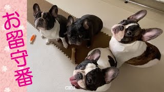 お留守番が上手に出来たよ フレンチブルドッグ 【French bulldog】