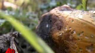 Pumpkin Farmers Welcome Fall With Crops