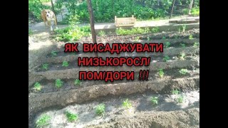 ПОМІДОРИ НИЗЬКОРОСЛІ ВИСАДЖУЮ ТІЛЬКИ ТАК/ПЛОДОНОСЯТЬ ДО МОРОЗІВ!!!