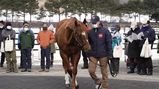 モズアスコット(Mozu Ascot) - アロースタッド種牡馬展示会2023