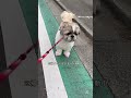 あんよに何履いてるかわかりますか？？ シーズー shihtzu 시추