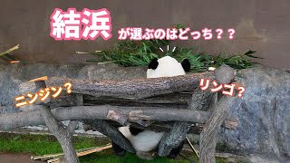 【ジャイアントパンダ（結浜）】リンゴ？ニンジン？結浜が選ぶのはどっち？