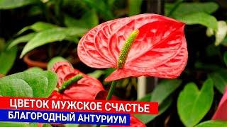 Цветок мужское счастье - благородный антуриум