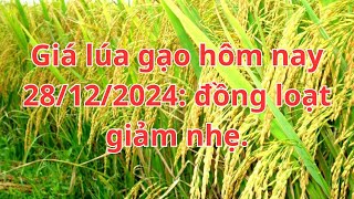 Giá lúa gạo hôm nay 28/12/2024: đồng loạt giảm nhẹ.