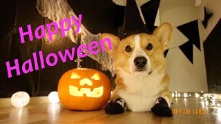 Happy Halloween - Topi the Corgi