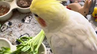 オカメインコのチョコボのモーニングルーティン 2025.1.20