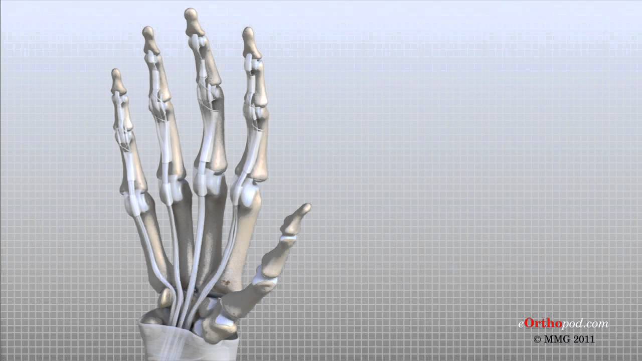 Hand Anatomy Animated Tutorial Youtube